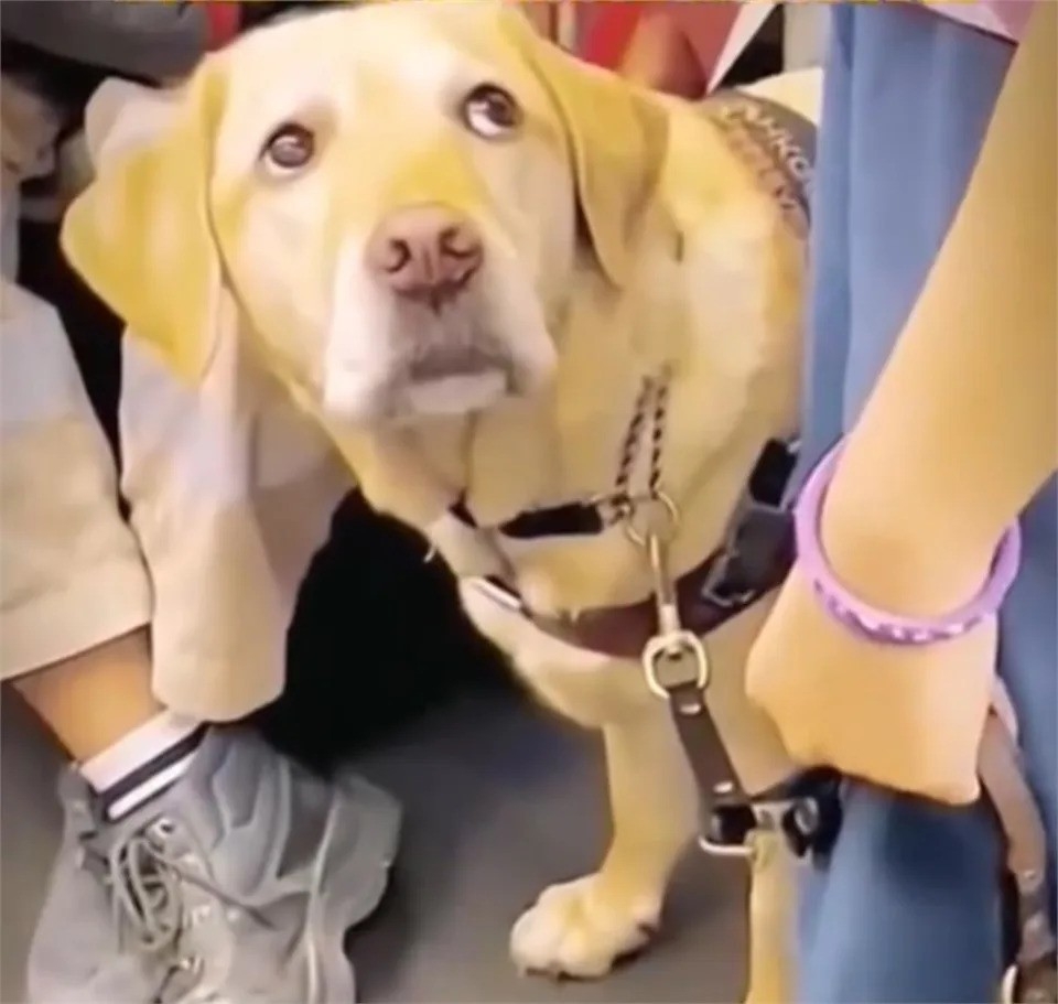 拉布拉多導盲犬帶主人搭車,因找不到座位而露出愧疚神情望向主人。