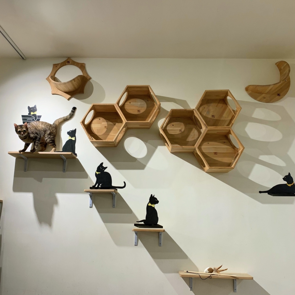 貓房與公共空間均有各種高度相銜接的跳台。