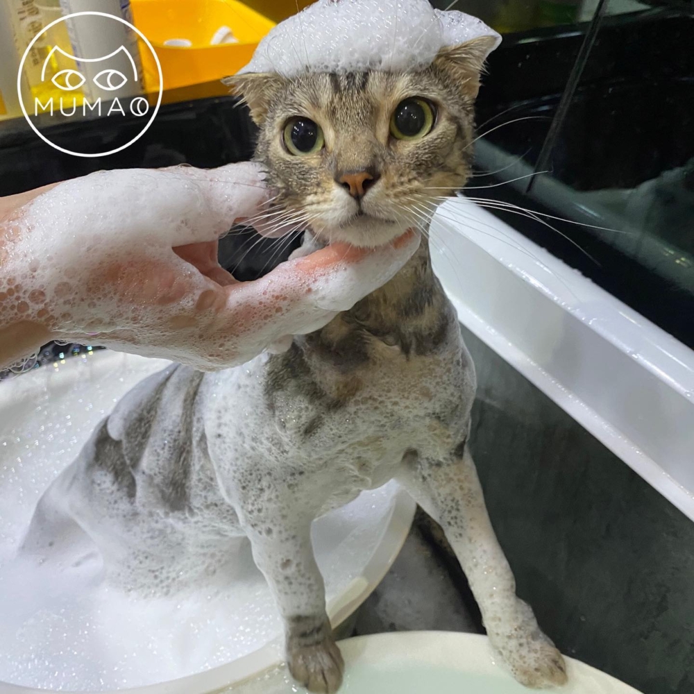 貓咪美容。