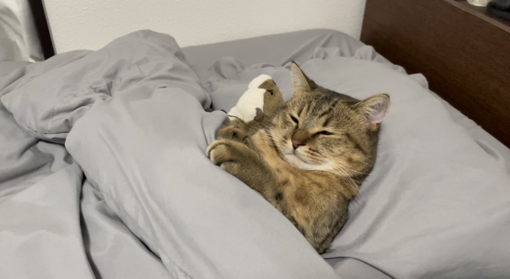 奴才：還沒曬乾呢