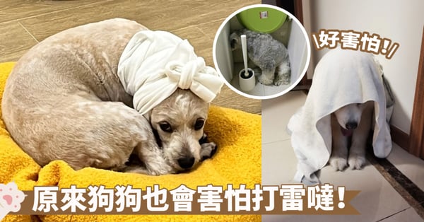 犬科心理學：哪些因素讓狗狗對打雷感到害怕？揭開這個普遍的問題！
