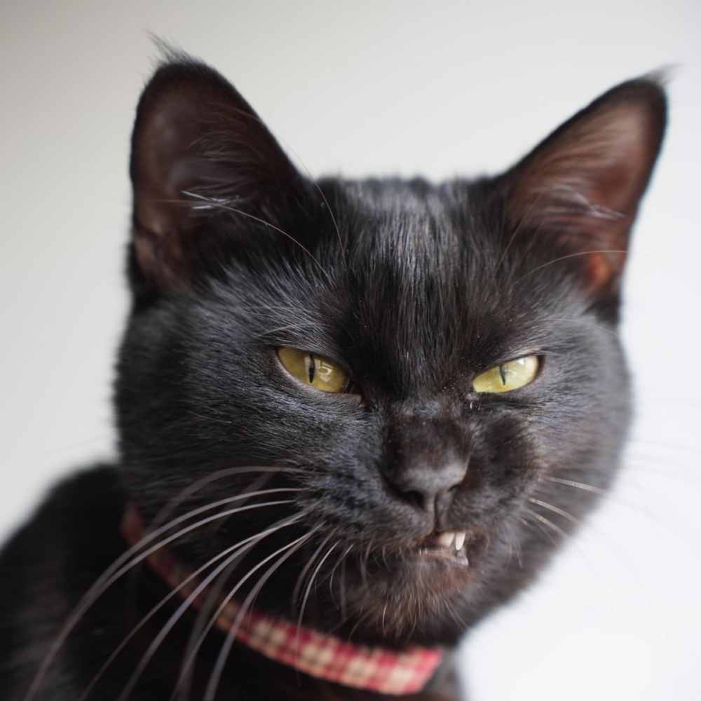 奴才：不敢不敢