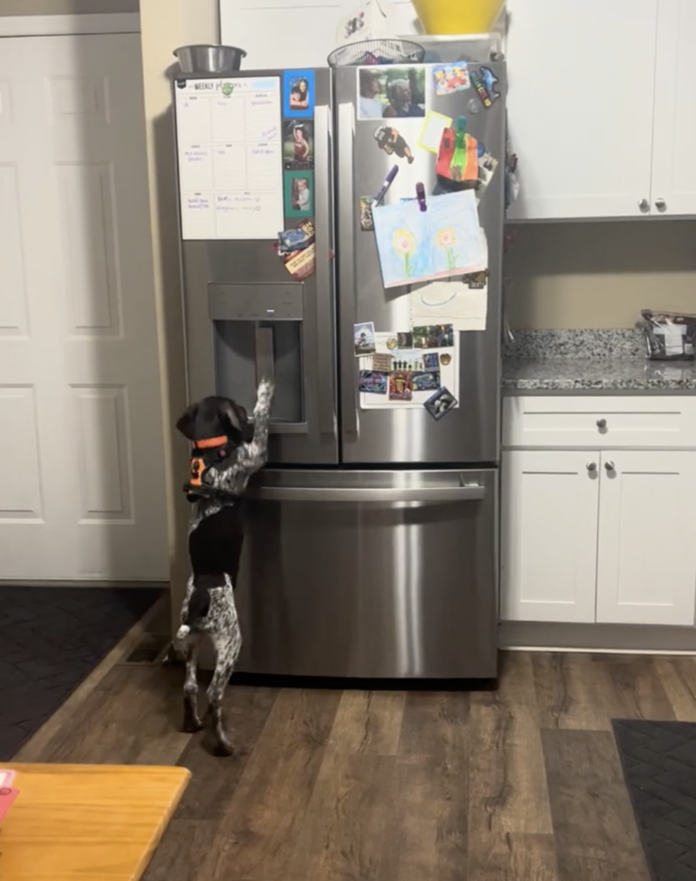 奴才:什麼時候學會的?