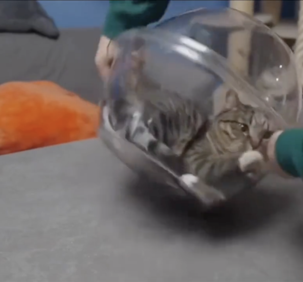 奴才：這一次真的相信了