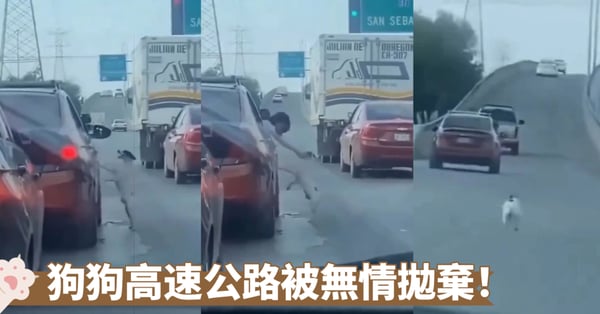 狗狗高速公路上被拋棄!苦苦哀求不果 主人駕車離開狗狗拼命緊追【有片!】