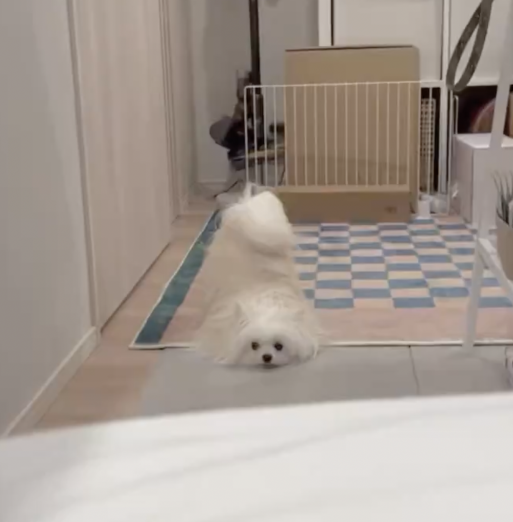 奴才：再等一下就來了