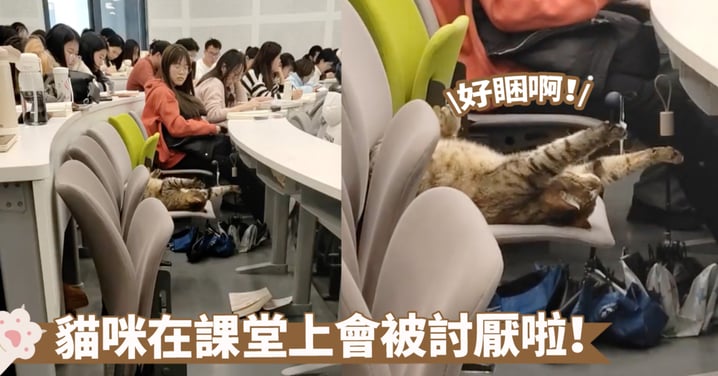 大學生都嚮往的對象啦！貓咪在課堂上呼呼大睡，一旁的同學們都投去了羨慕的眼神啊～