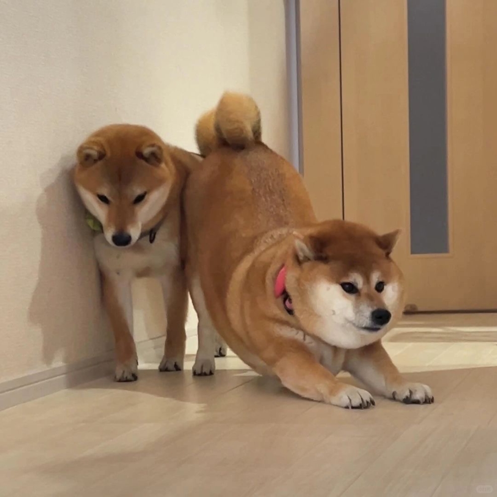 奴才：其他地方不能過嗎？