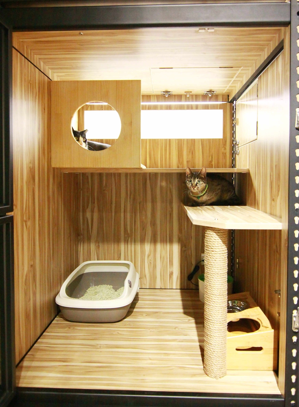 貓宮格，最多2隻同一個家庭貓貓。