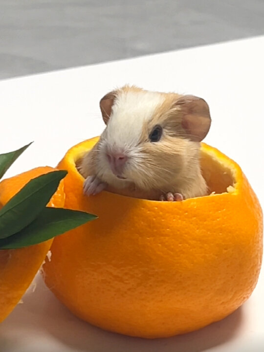 奴才：一起來玩抓迷藏吧