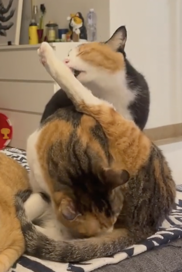 奴才:現在不就懂了