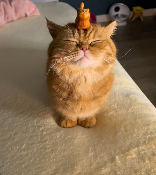 奴才：我什麼都還沒說欸