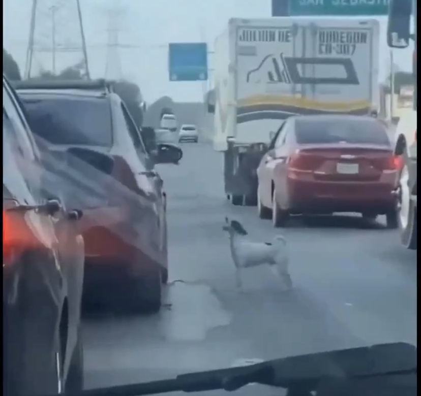 紅燈轉綠燈後，主人竟丟下狗狗獨自在高速公路上，駕車向前行。