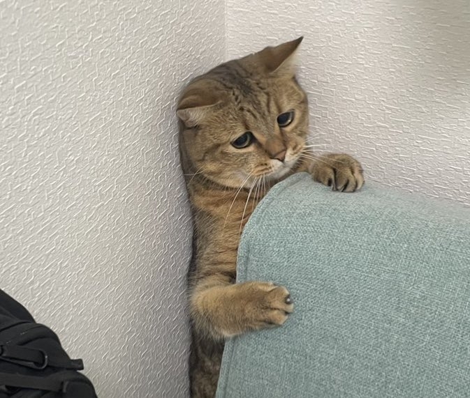 奴才：對對對，忘了重要的事情