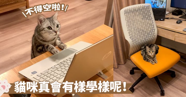有模有樣學著奴才上班的模樣！貓咪在電腦前好認真啊～奴才：你能頂替我上班嗎？