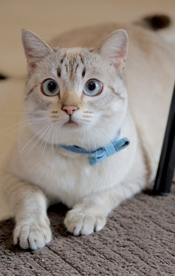 奴才：你現在很漂亮喔