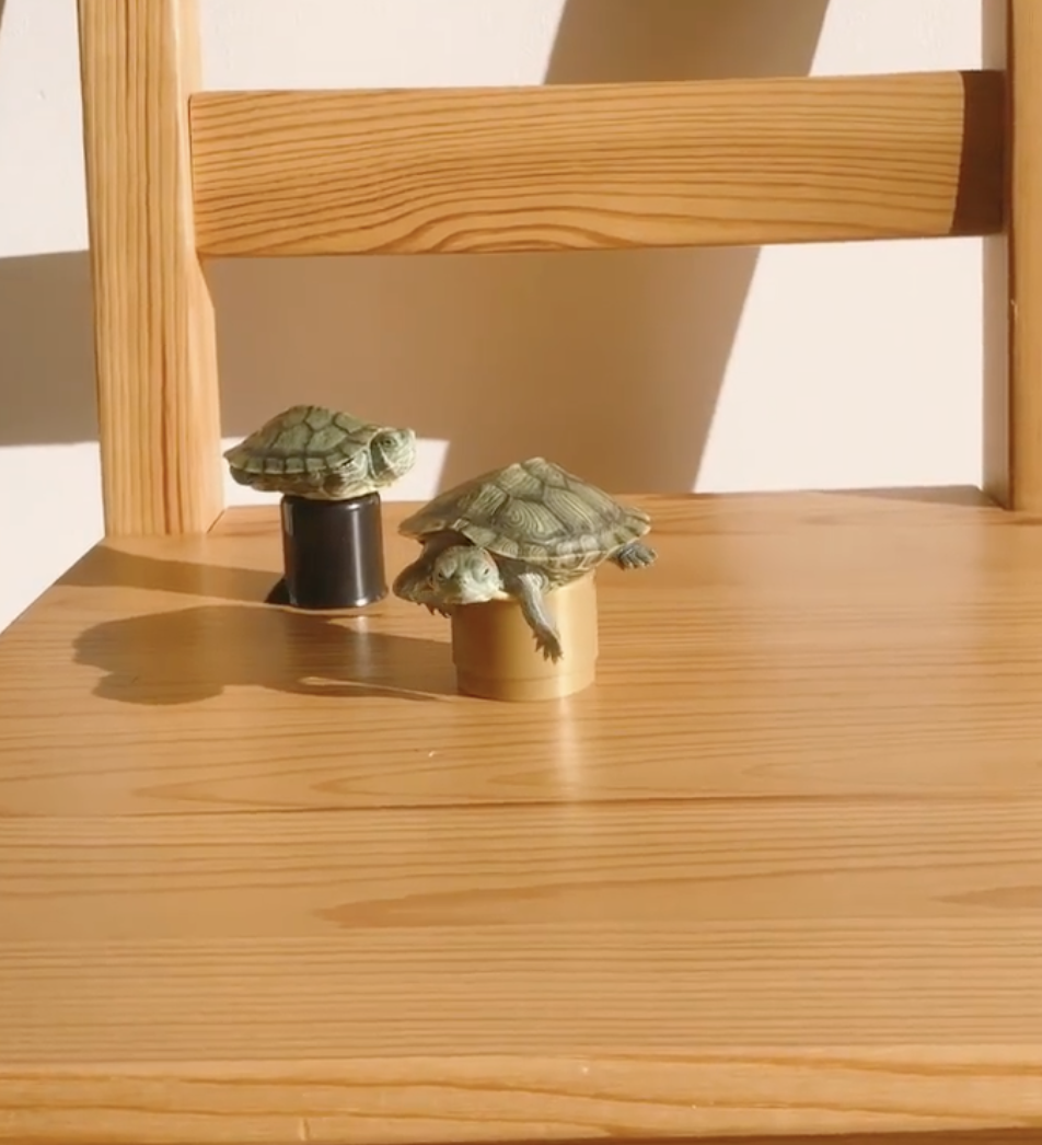 好動龜：好無聊