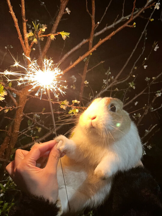 奴才：那就一起快樂玩耍吧！