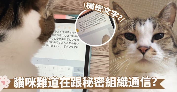 忙碌的工作中...貓咪在iPad上瘋狂輸入！看不明白內容但可能是機密文檔喔～
