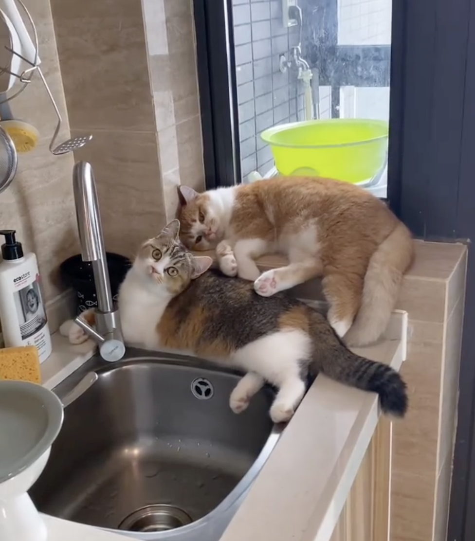 奴才：當然很開心啦