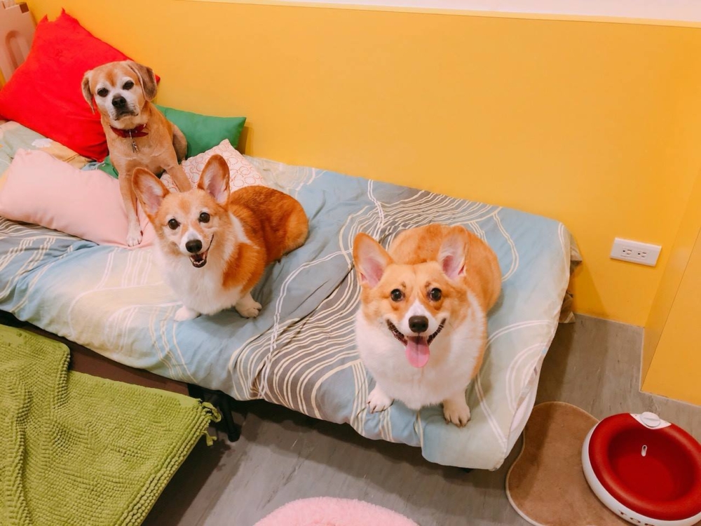 不關籠方式照顧。