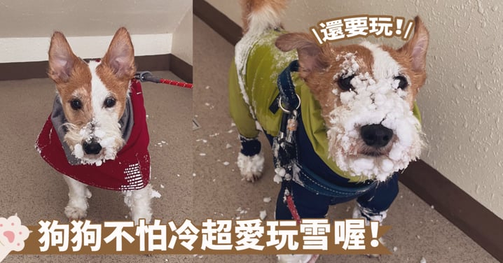 下雪天滿滿的適配感～狗狗可能把白花花的血當成了沐浴露，全身裹滿雪花超開心！