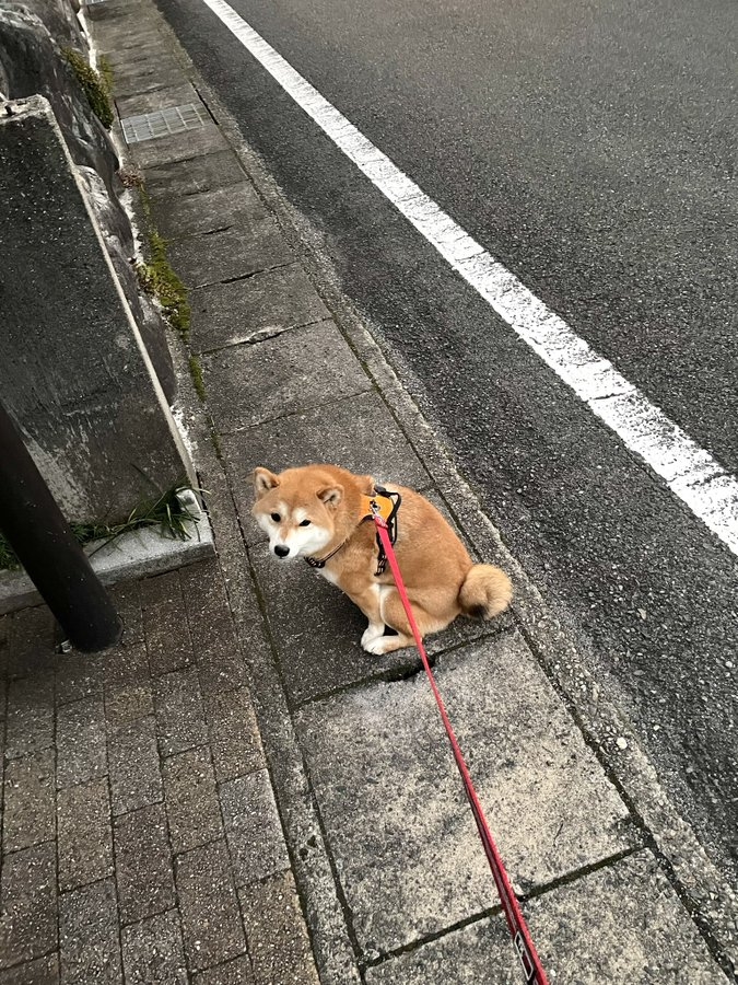 奴才：你要是出門就給你準備啊