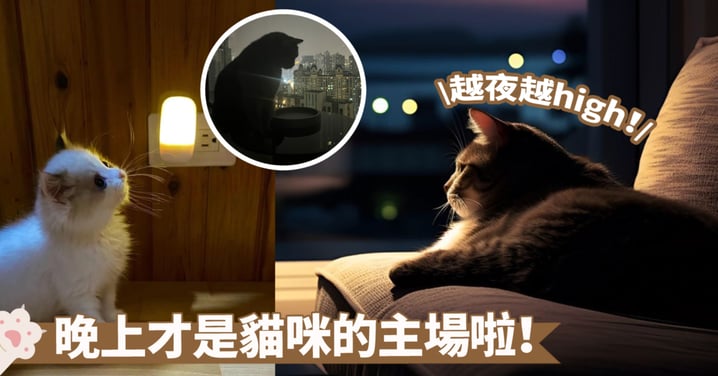 神秘的夜間世界：貓咪的夜行活動解析，夜間冒險牠們在做些什麼？