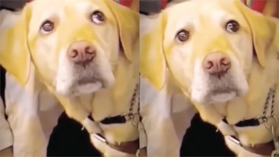 拉布拉多導盲犬的眼神充滿愧疚。