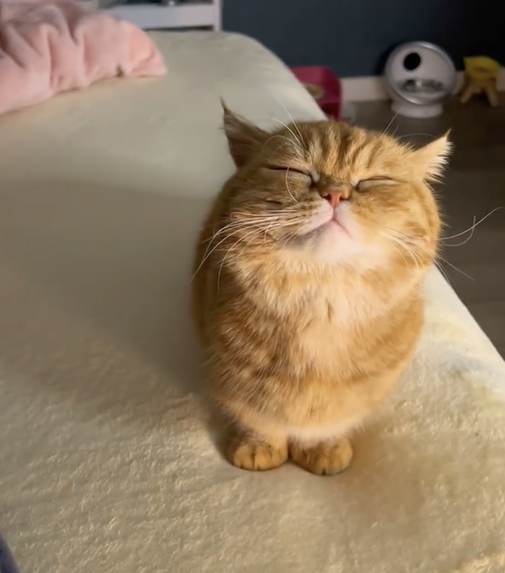 奴才：呵呵，要說實話嗎