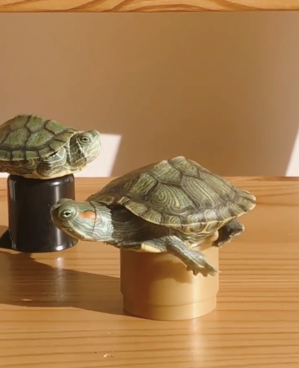 好動龜：沒辦法安靜啦