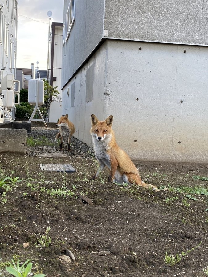奴才:你不可以猶豫啦