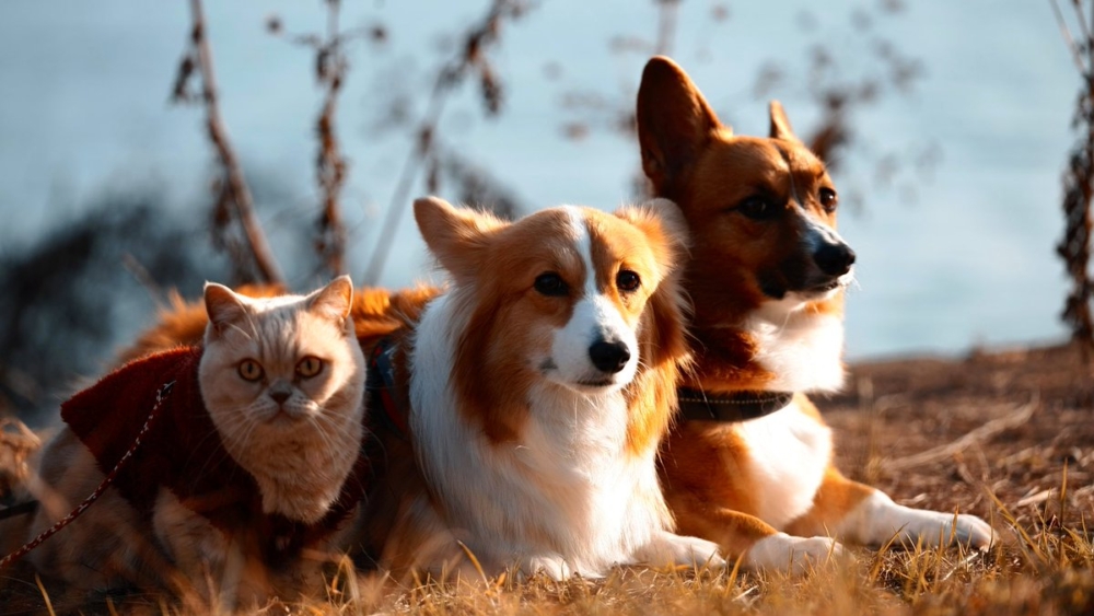 喵：奴才自己哄囉