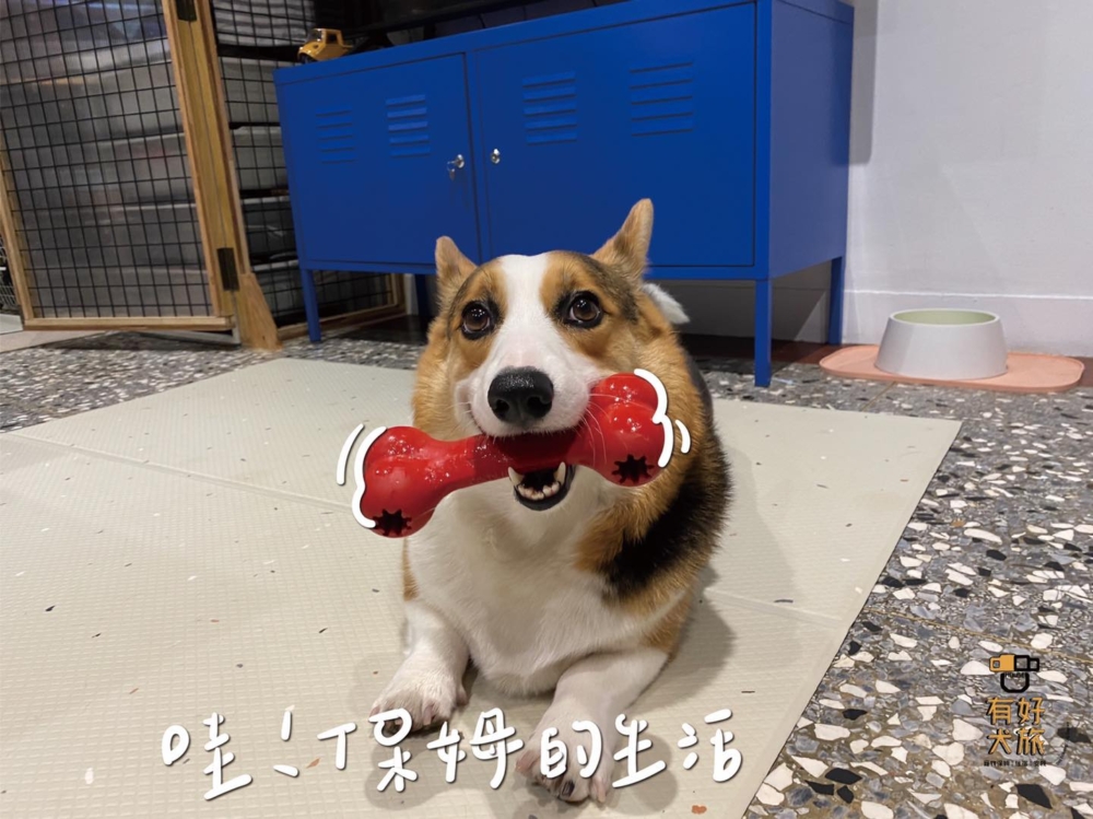 「有好犬旅」主打給狗狗自由自在的住宿體驗。