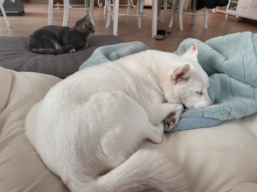 汪：你看我們貼貼好了