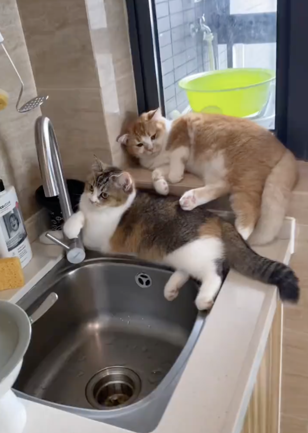 奴才：好啦！是我不知好歹囉