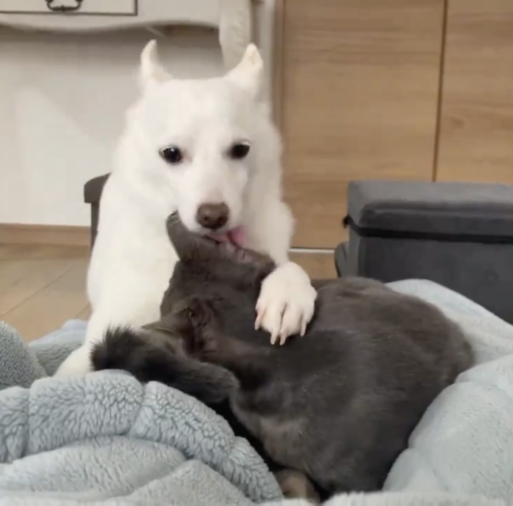 奴才：你別那麼變態