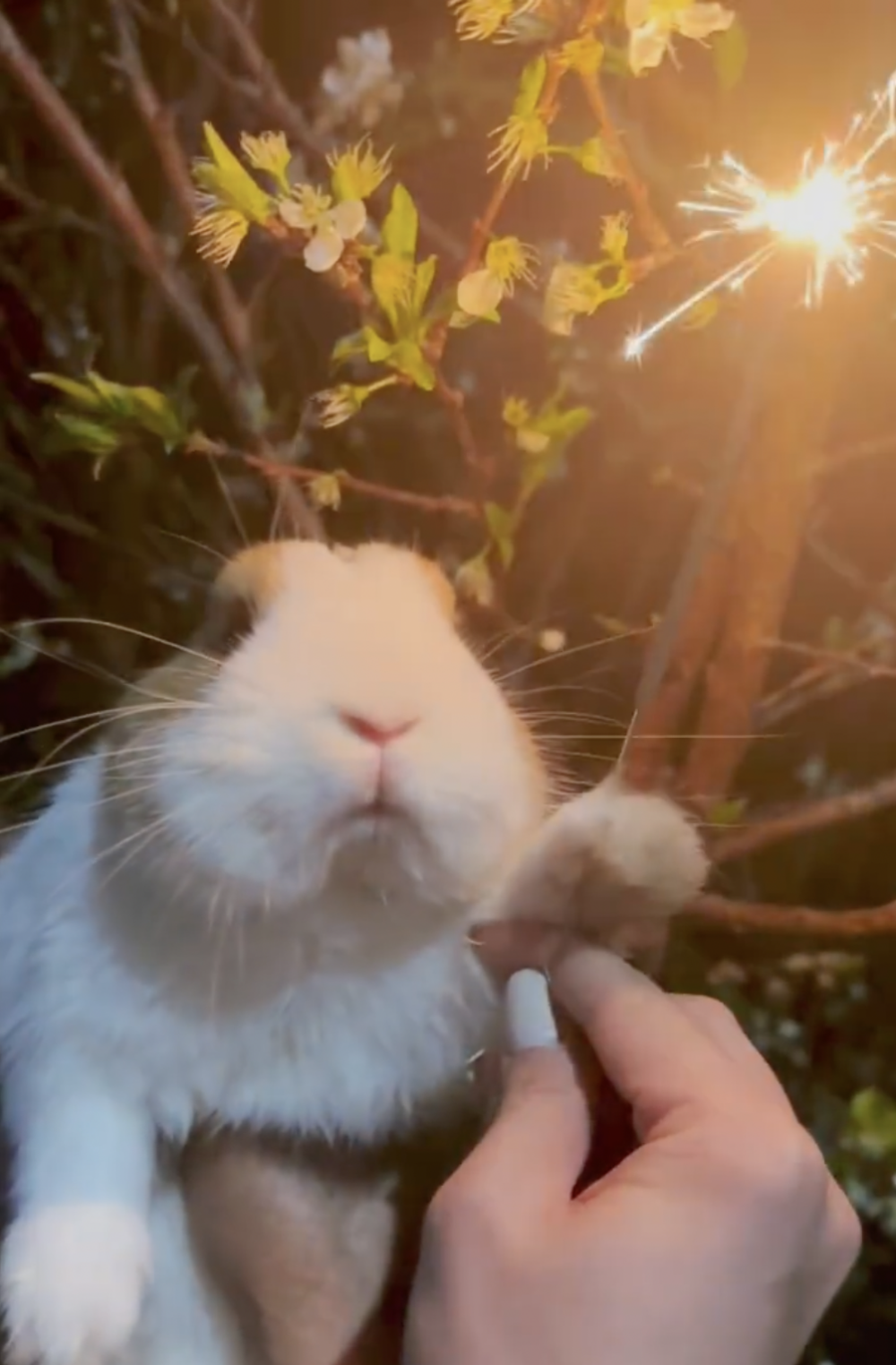 奴才：這就是仙女棒的魅力啦