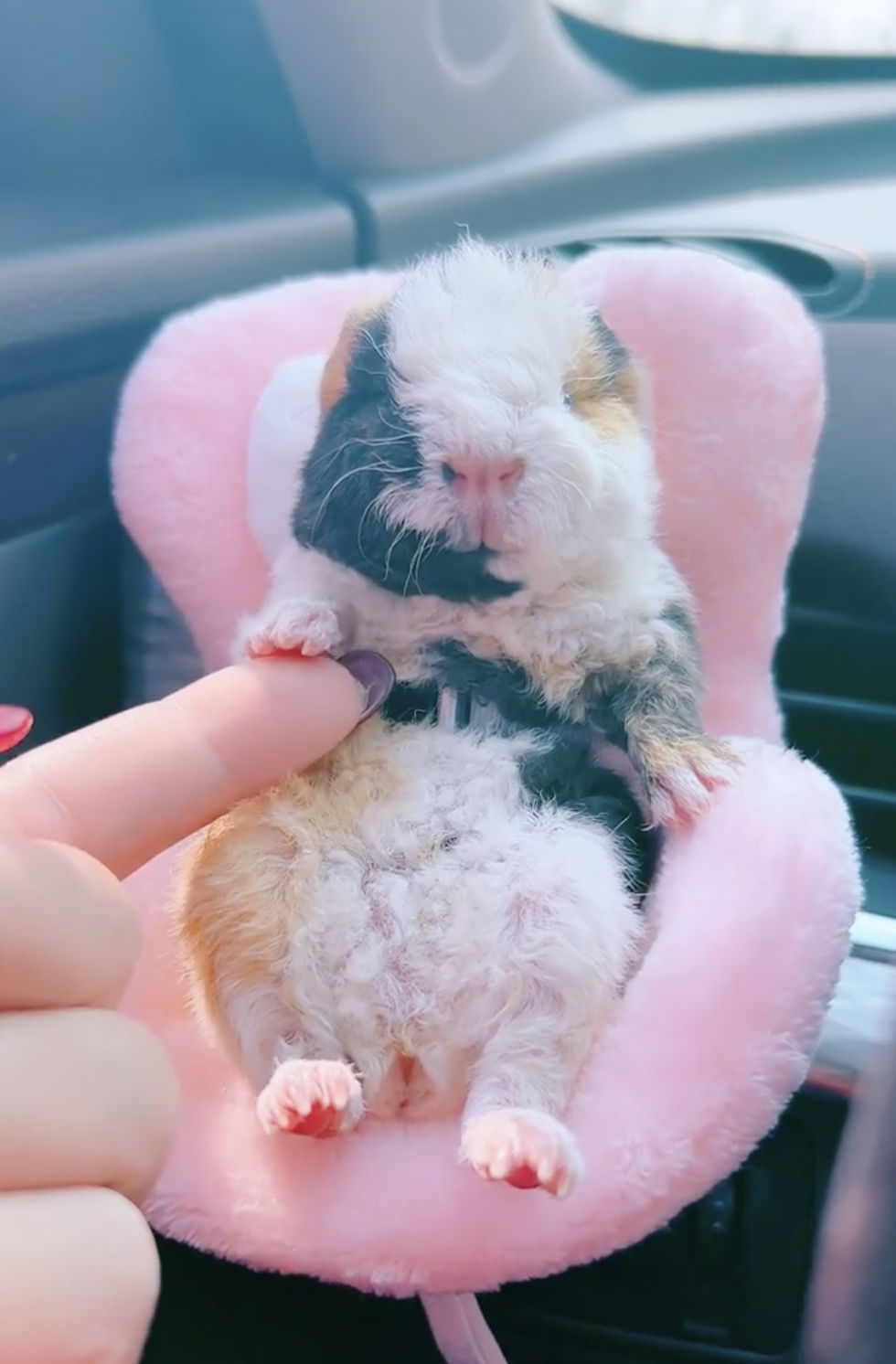 奴才：希望你不要暈車喔