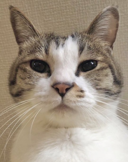 奴才：確實...看不懂呢