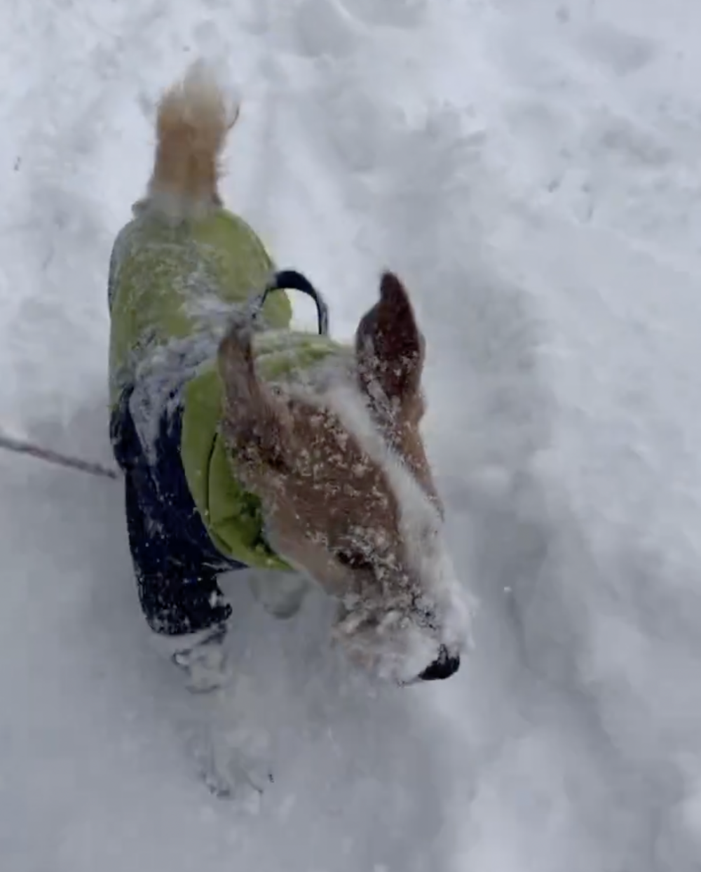 奴才：你愛的對像有點怪囉