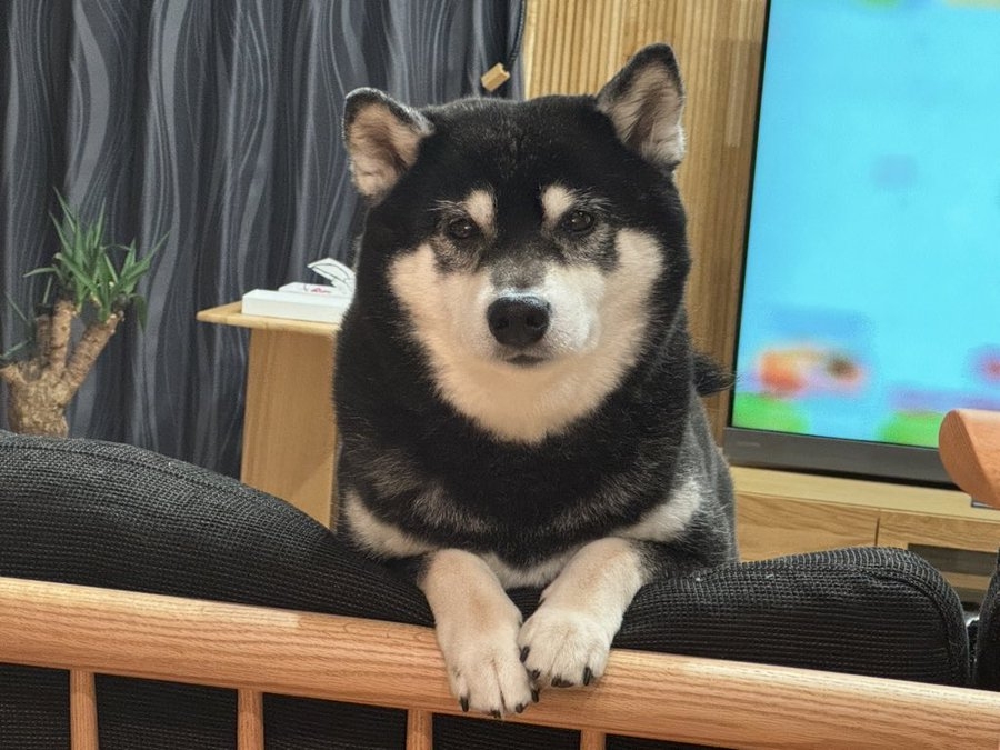 奴才:我也這麼認為