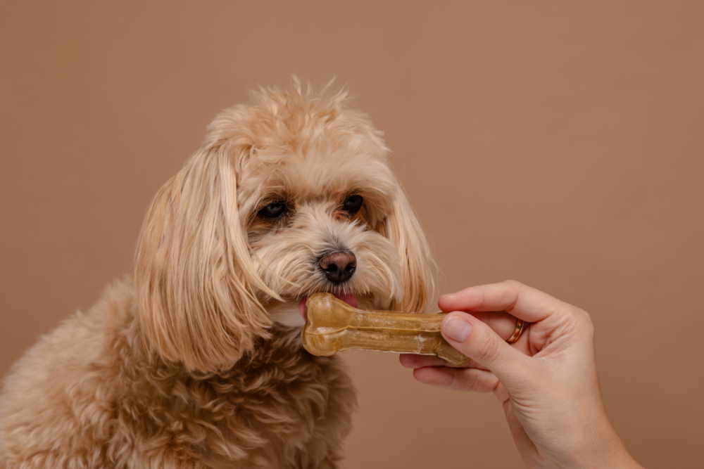 餵狗狗吃骨頭，一定要避免煮熟或碎裂的骨頭，否則可能刺傷狗狗的口腔、喉嚨或腸胃！