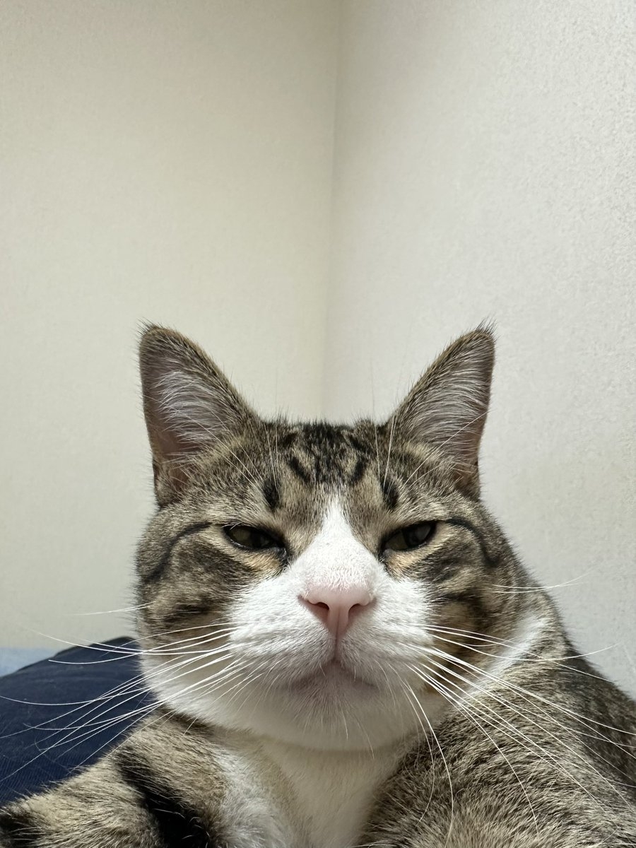 奴才：什麼叫可能啦