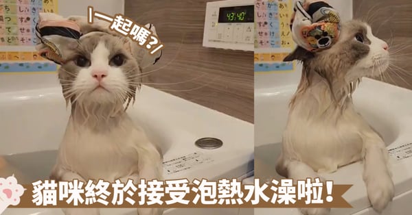 習慣是可以養成的喔！不愛熱水澡的貓咪現在已經可以享受其中啦～戴上羊角浴帽氛圍拉滿