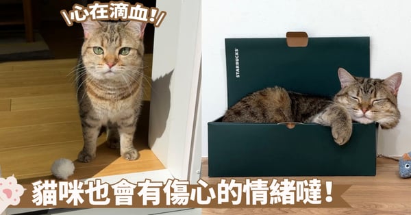 誤以為被排擠了啦~貓咪一臉失落又可憐又可愛啊!喵:為什麼不帶朕一起玩?