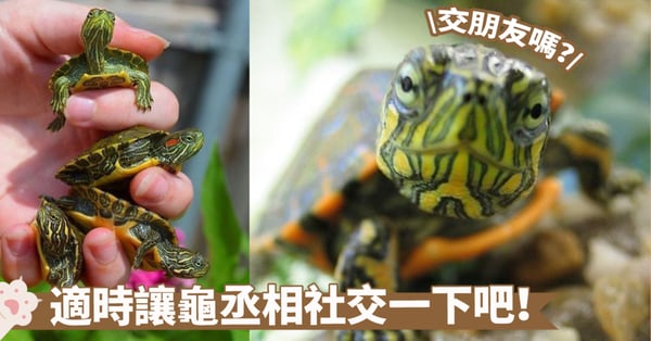 獨來獨往的龜丞相需要社交嗎？理解烏龜的社交節奏，給予適當的空間和互動機會！