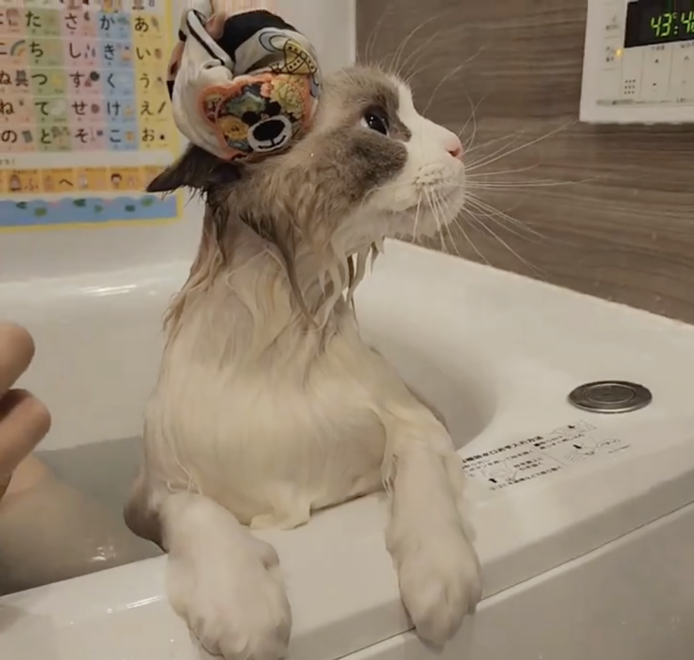 奴才：你最會享受了