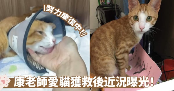 台灣地震|康老師愛貓現況曝光!戴頭套舔手撒嬌努力康復中 未來去向成為焦點!