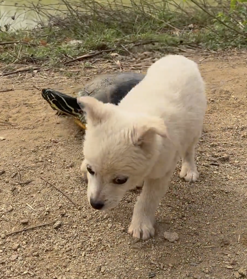 龜：你再說就罷工了